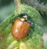 Chrysolina polita